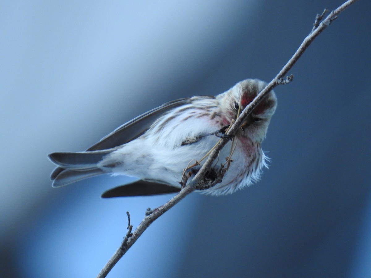 Common Redpoll - ML143358141