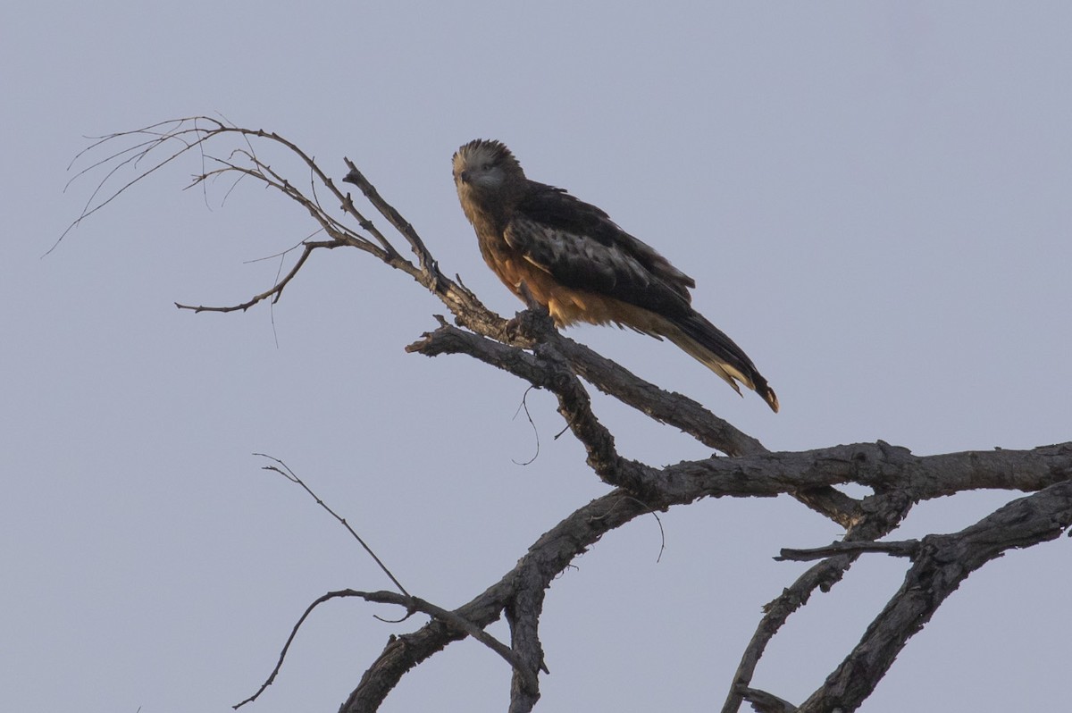 Square-tailed Kite - ML143359231