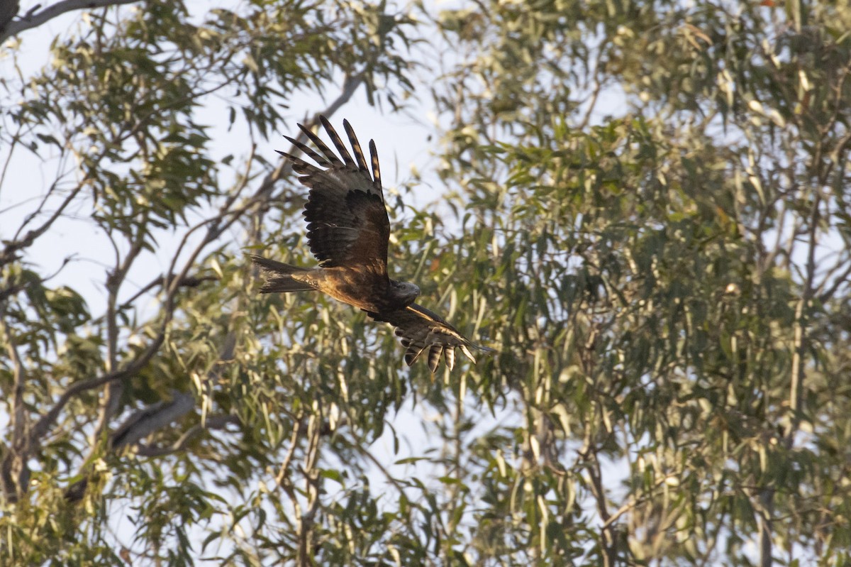 Square-tailed Kite - ML143359241