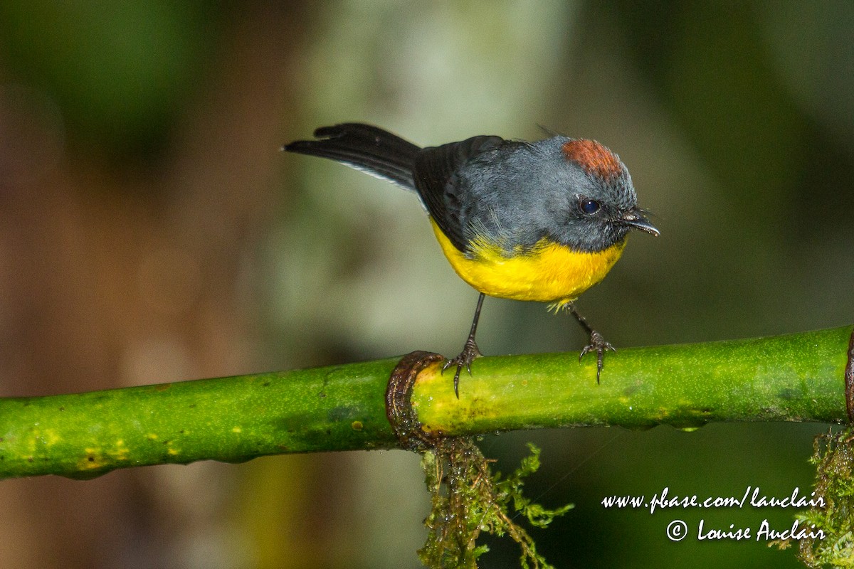 Slate-throated Redstart - Louise Auclair