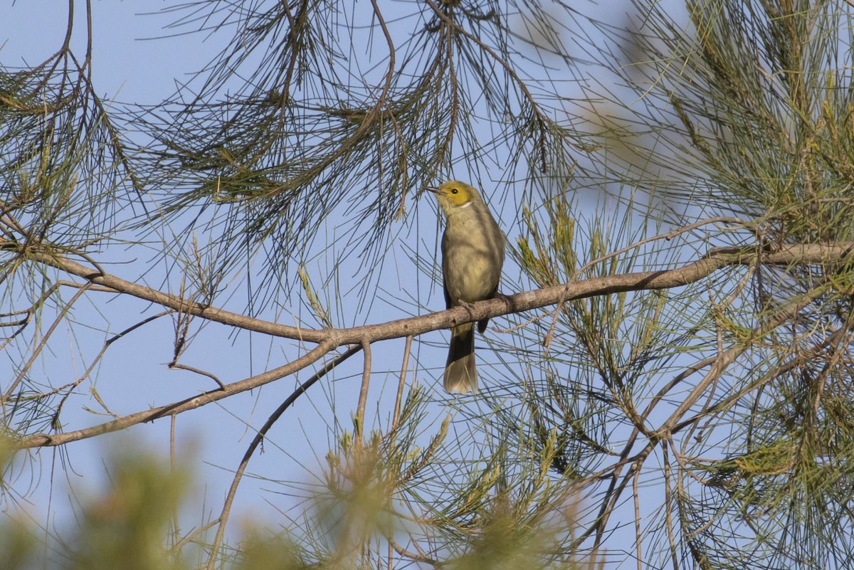 White-plumed Honeyeater - ML143359811