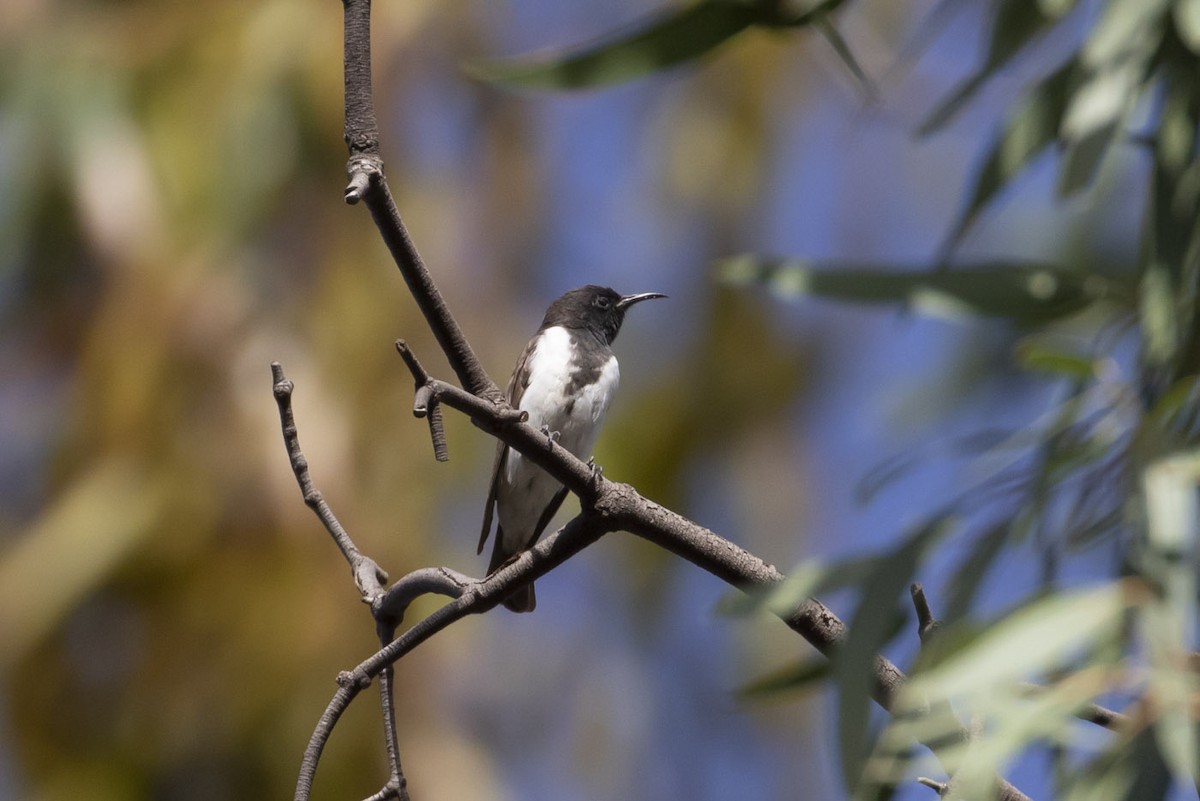 Black Honeyeater - ML143360171