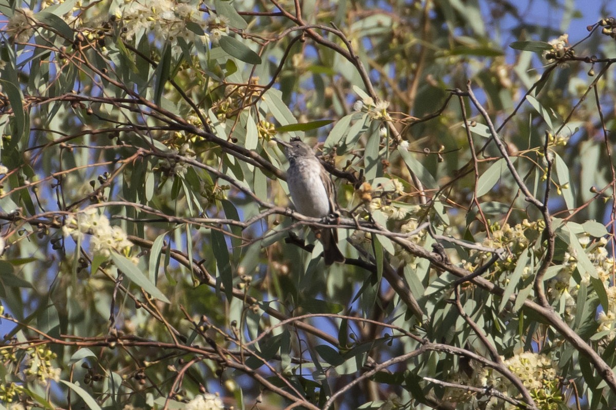 Black Honeyeater - ML143360191