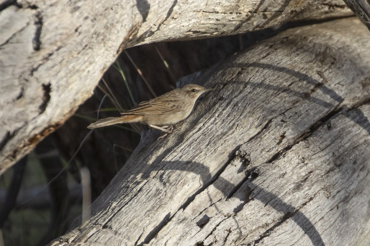 Rufous Songlark - ML143360551