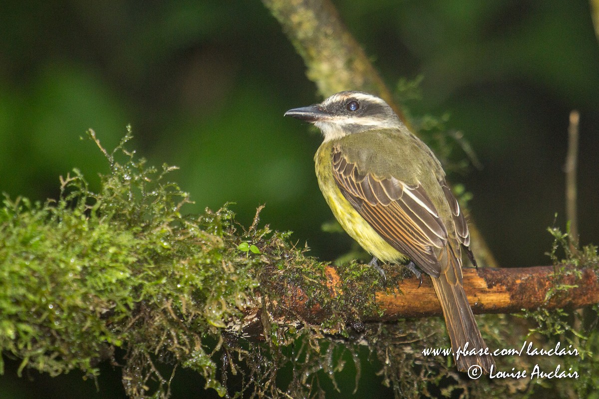 Golden-bellied Flycatcher - ML143361051