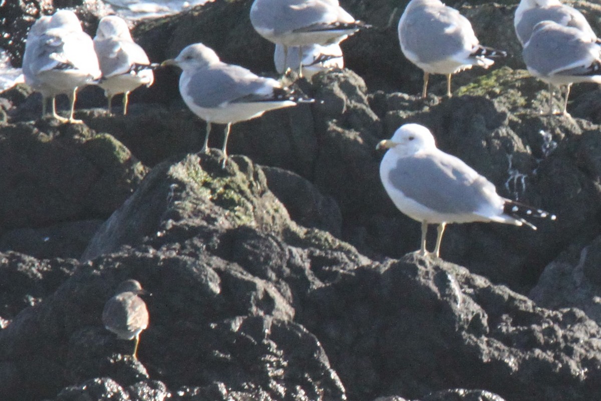 Surfbird - Daniel Donnecke