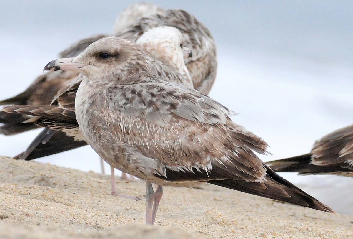 California Gull - Steven Mlodinow