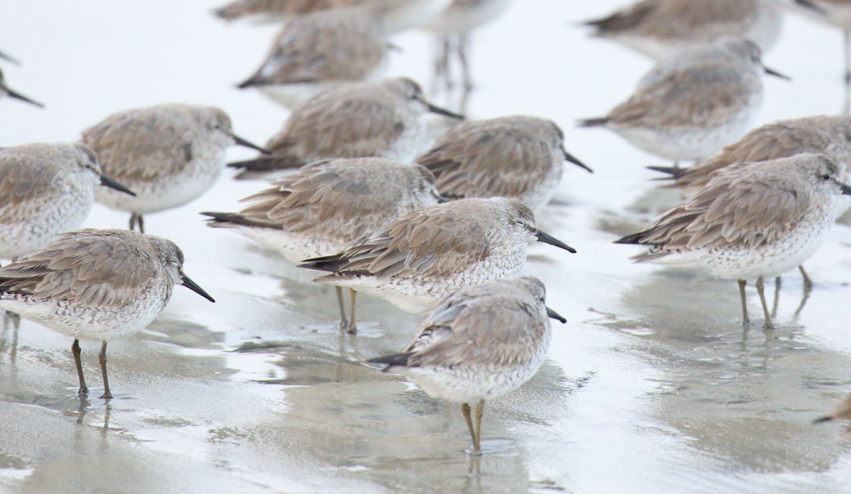 Red Knot - ML143362911