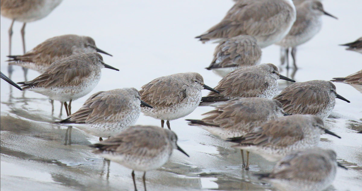 Red Knot - ML143362961