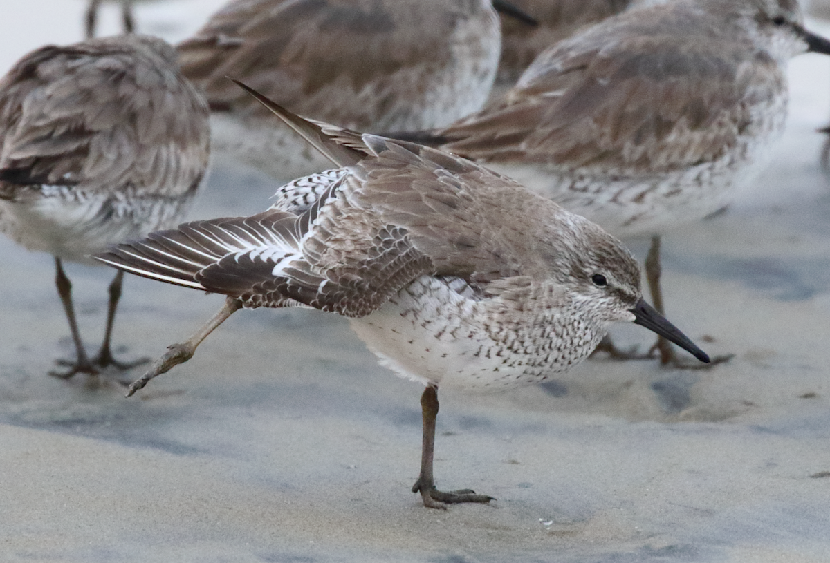 Red Knot - ML143363061