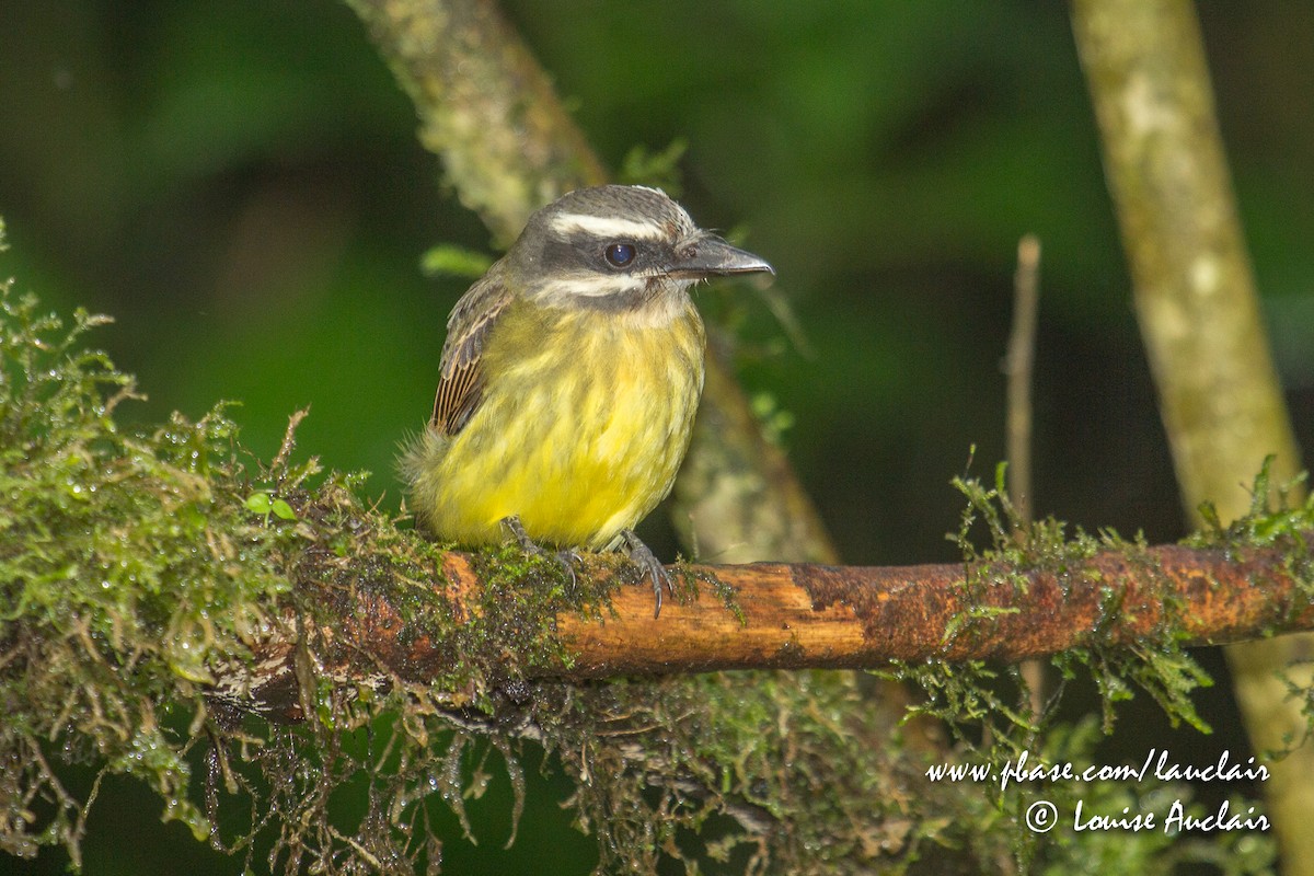 Golden-bellied Flycatcher - ML143363841