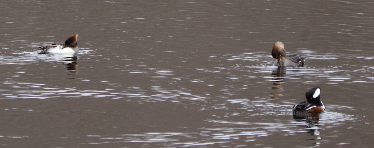 Hooded Merganser - ML143364311