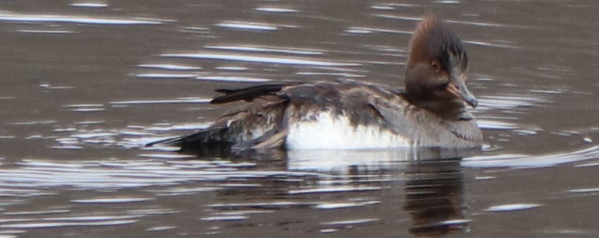 Hooded Merganser - ML143364341