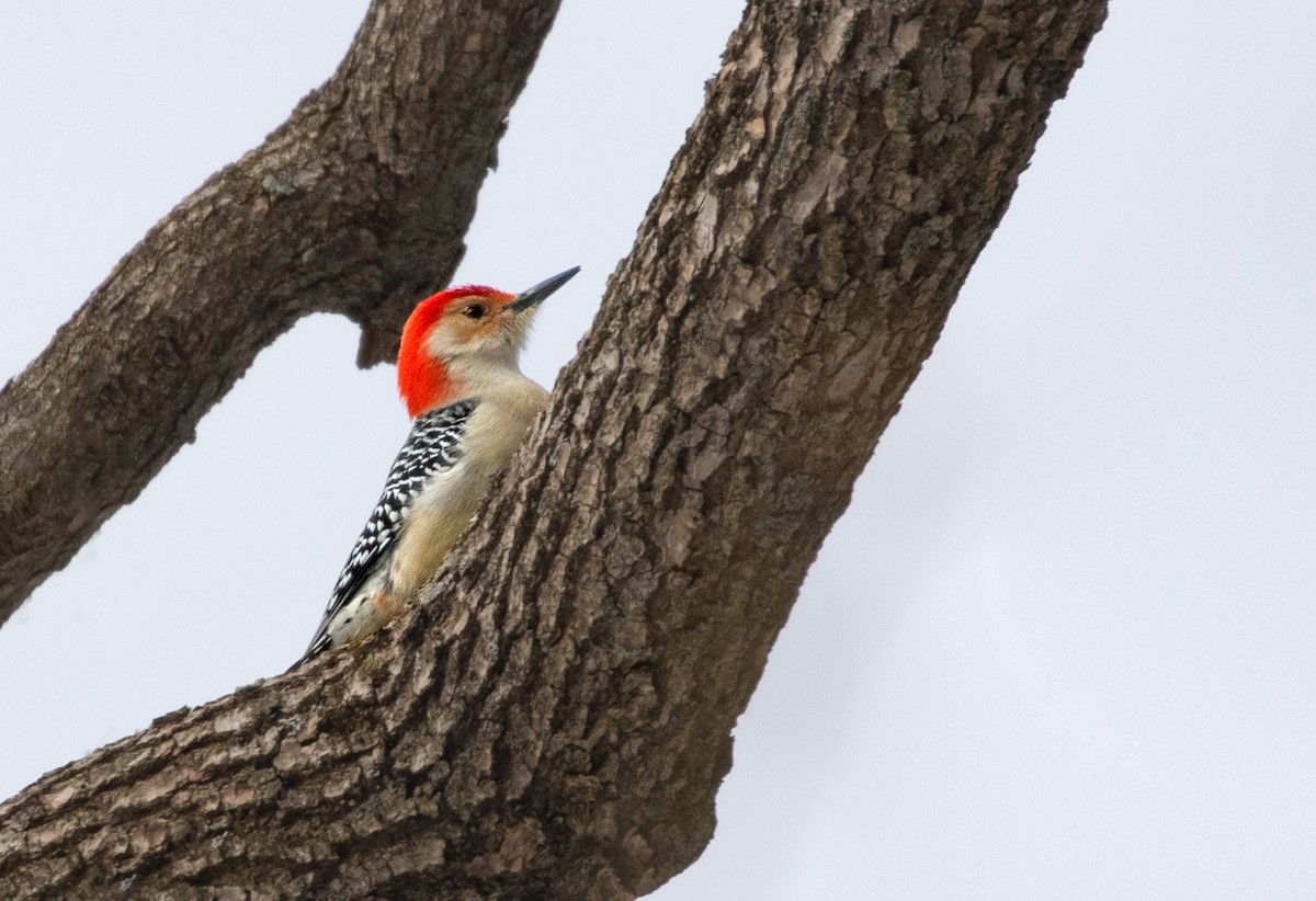 Red-bellied Woodpecker - ML143365571