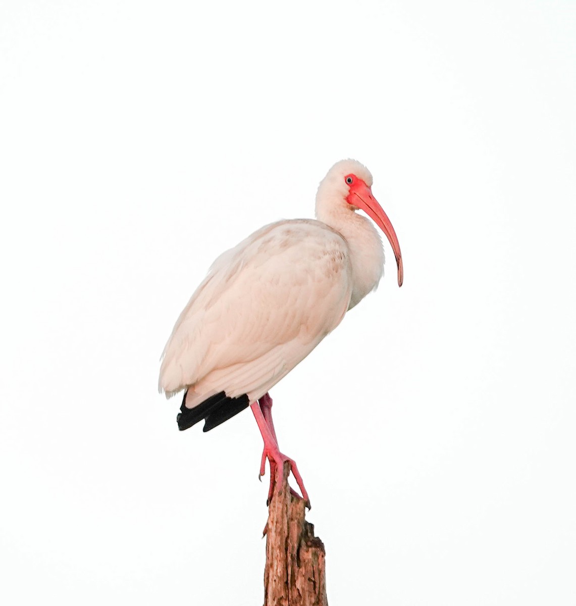 White Ibis - ML143365851