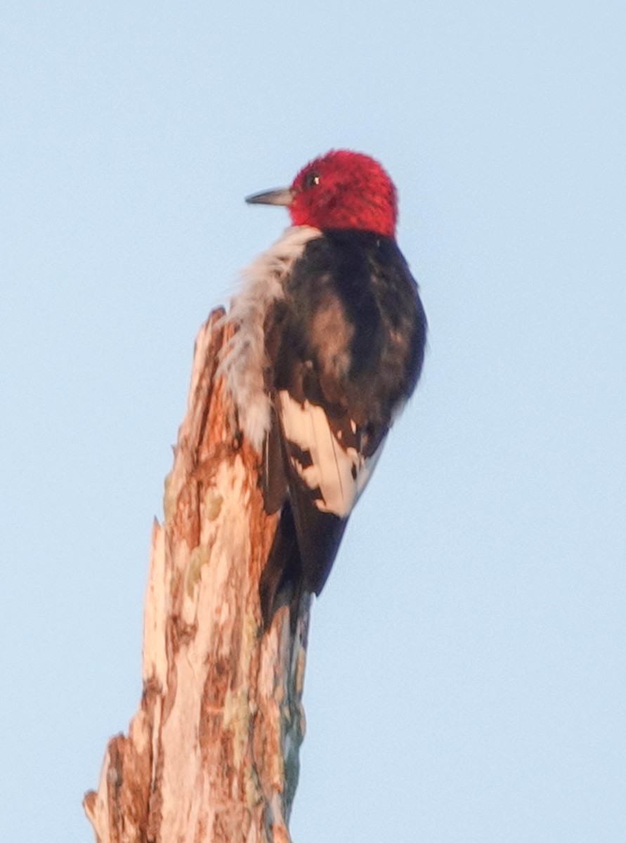 Red-headed Woodpecker - ML143367591