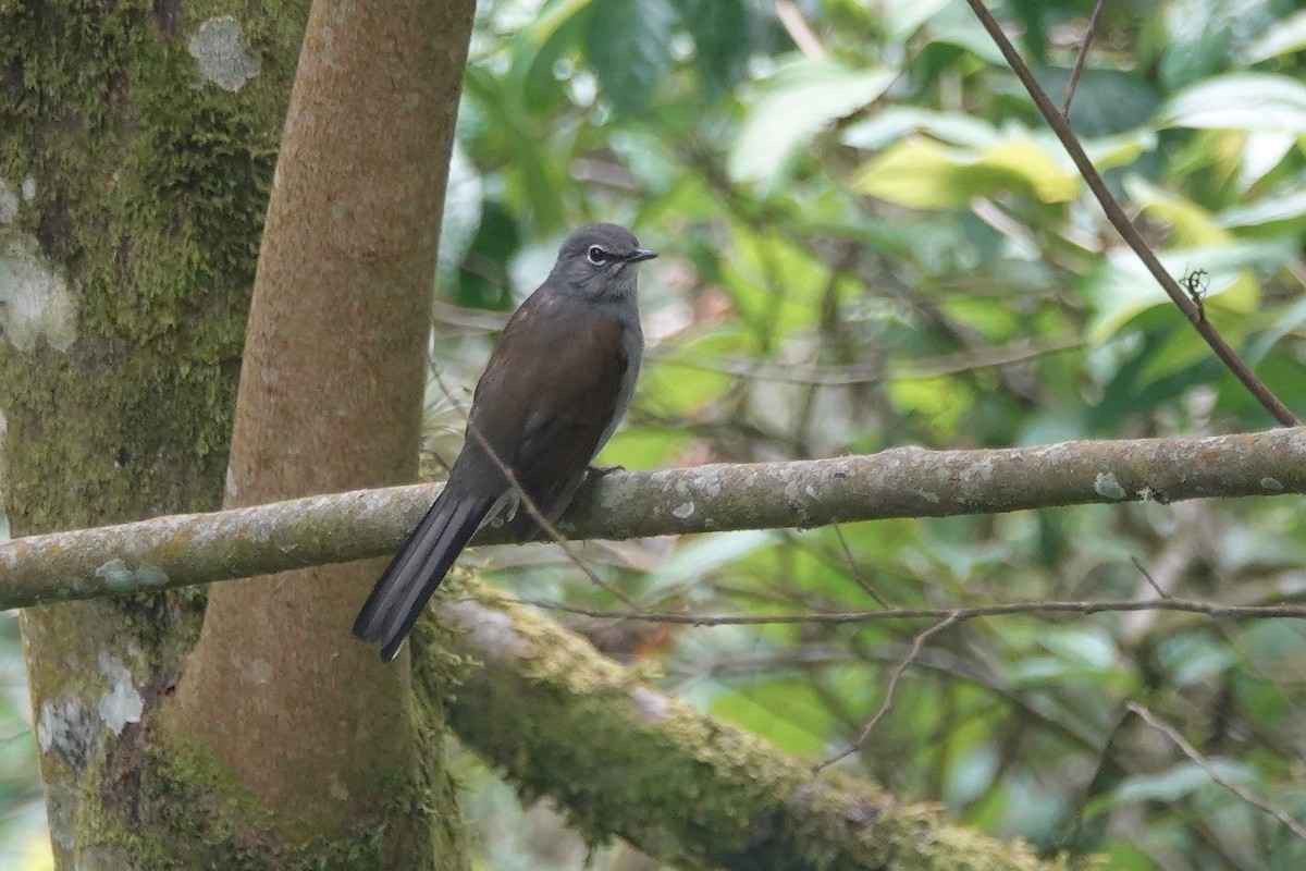 Brown-backed Solitaire - ML143368641