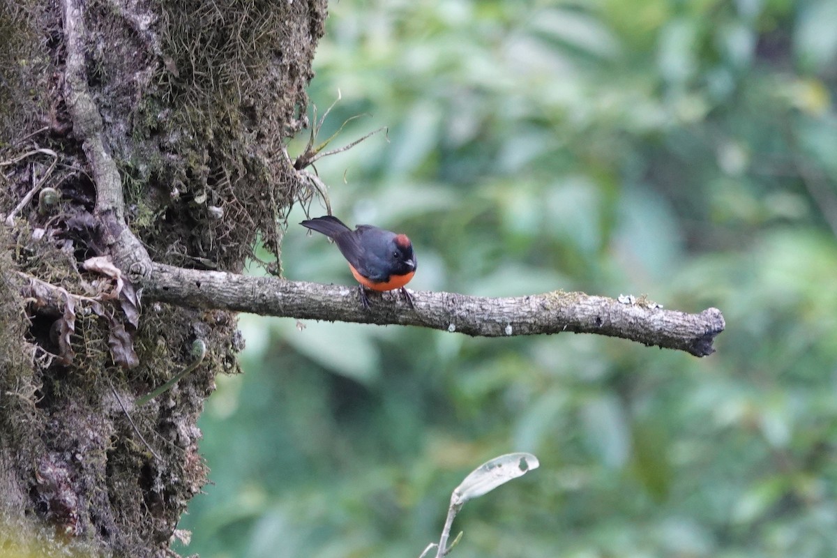 Slate-throated Redstart - ML143369081