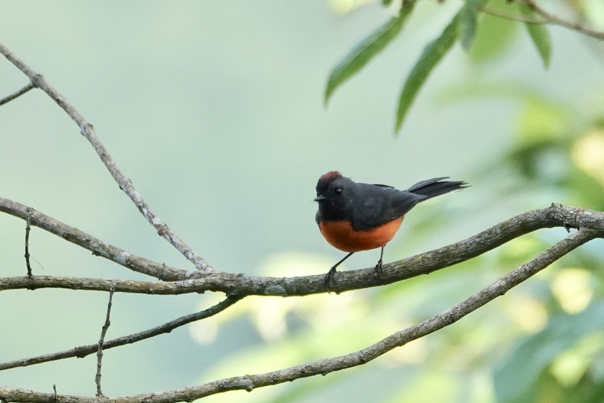 Slate-throated Redstart - Kathryn Young