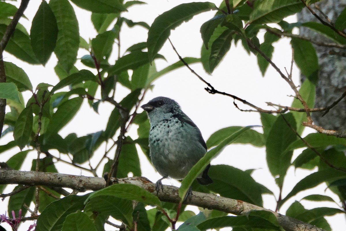 Azure-rumped Tanager - Kathryn Young