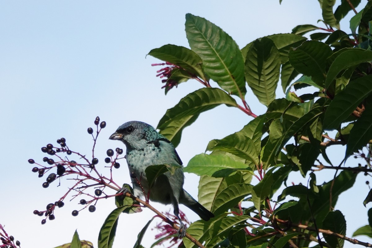 Azure-rumped Tanager - Kathryn Young