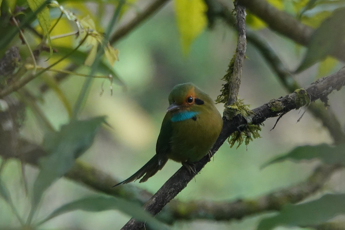 Blue-throated Motmot - Kathryn Young