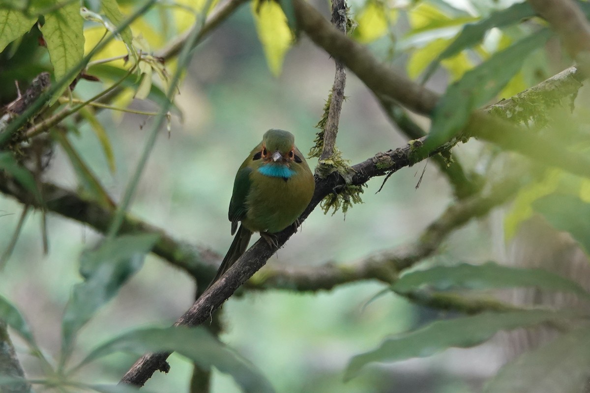 Blue-throated Motmot - Kathryn Young