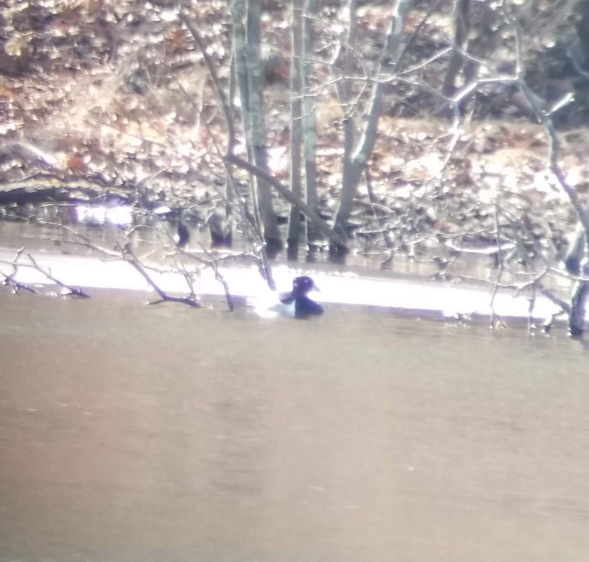 צולל צווארון - ML143370791