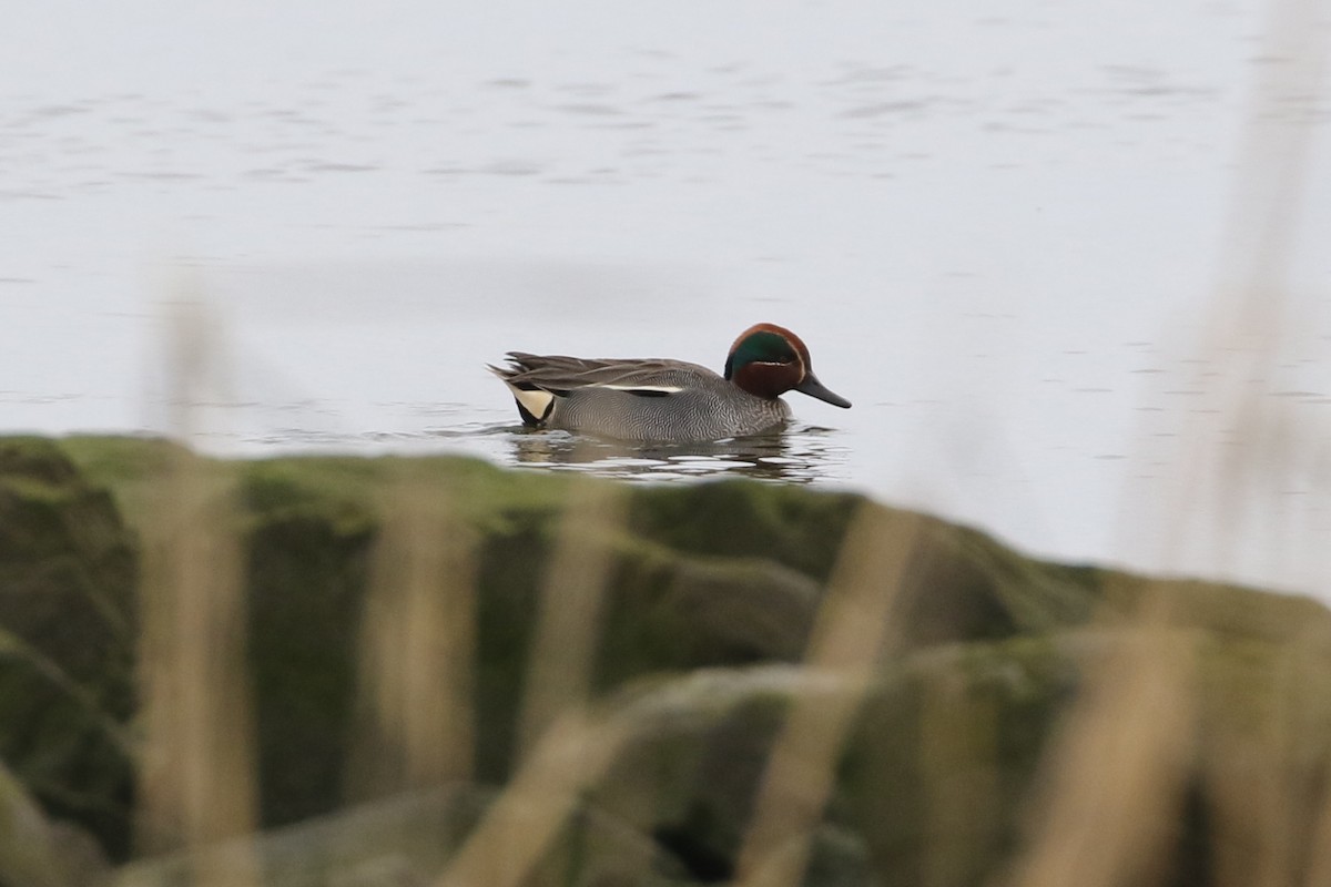 Green-winged Teal (Eurasian) - Dan Rottino