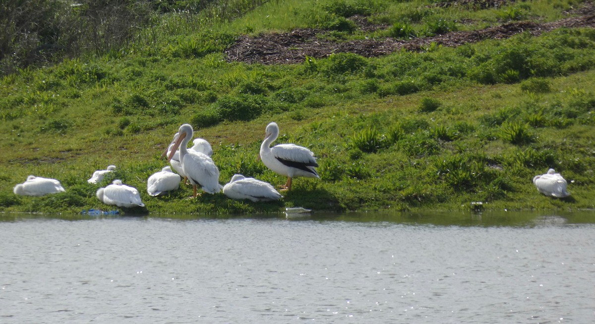 American White Pelican - ML143374951