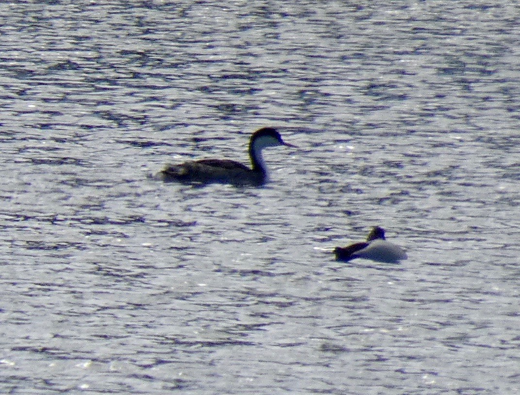 Western/Clark's Grebe - ML143375101