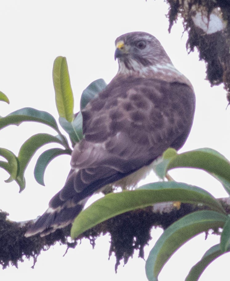 Broad-winged Hawk - ML143375921