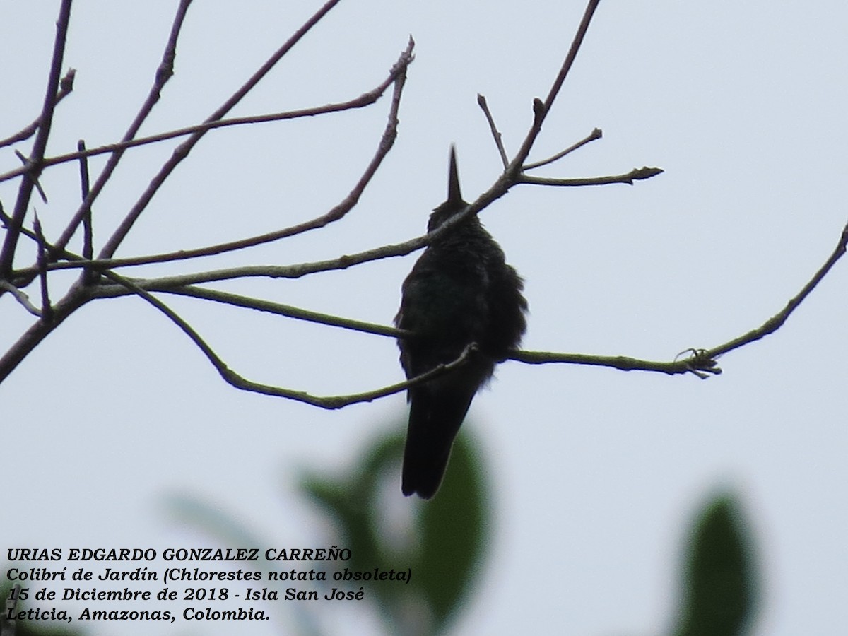 Blue-chinned Sapphire - ML143377261