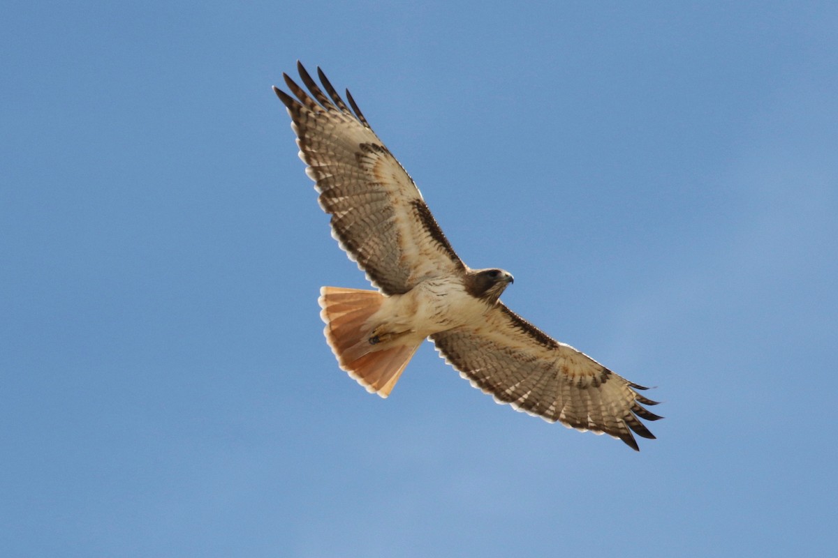 Red-tailed Hawk - Laurens Halsey