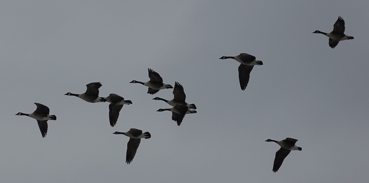 Canada Goose - ML143377911