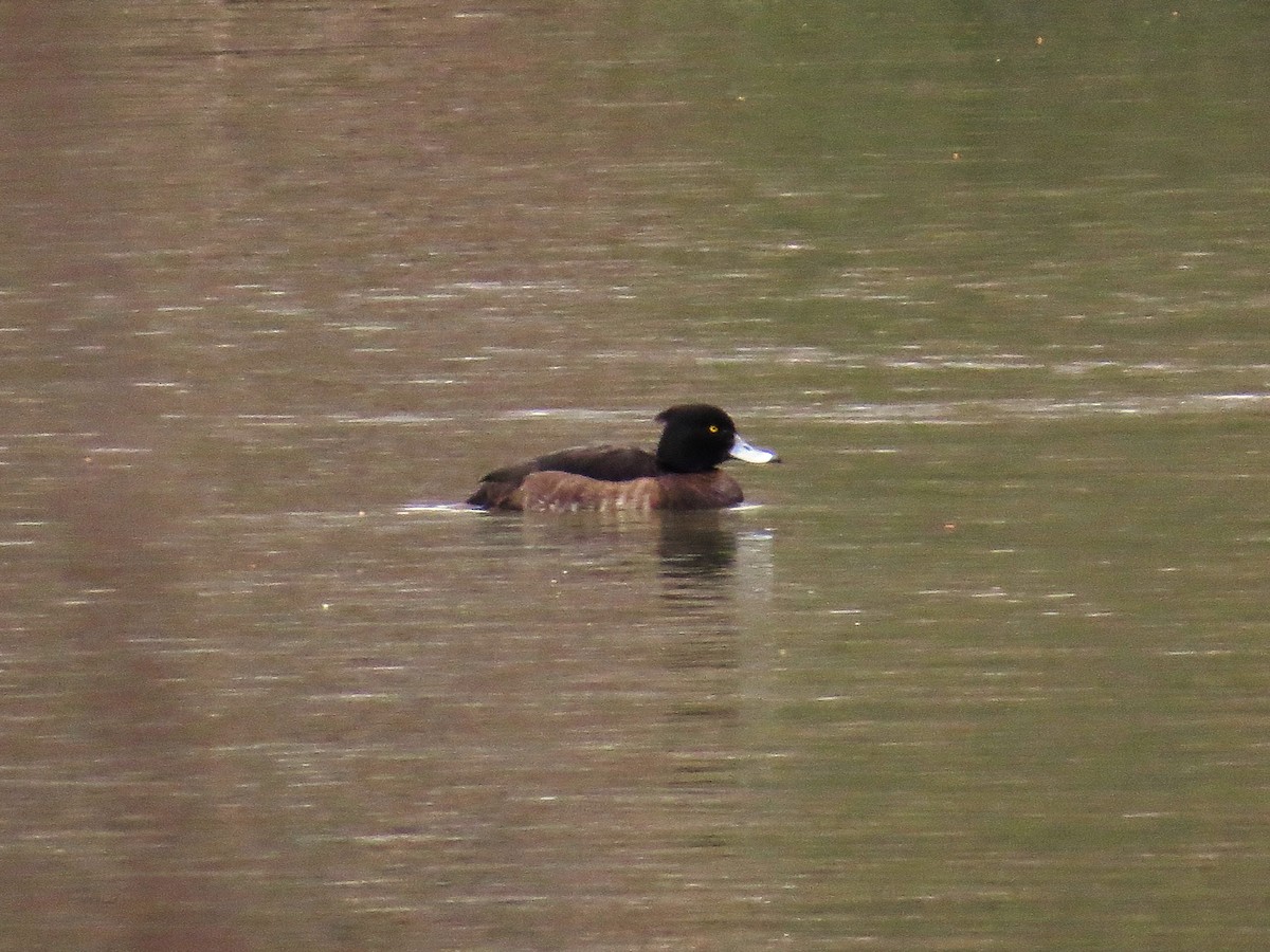 Tufted Duck - ML143378841