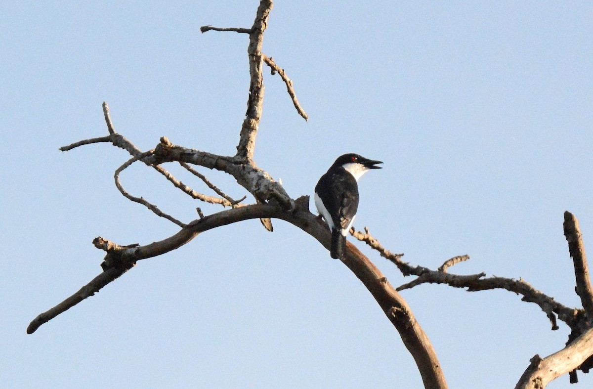 African Shrike-flycatcher - ML143379721