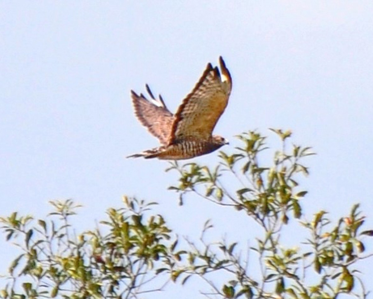 Broad-winged Hawk - ML143380171