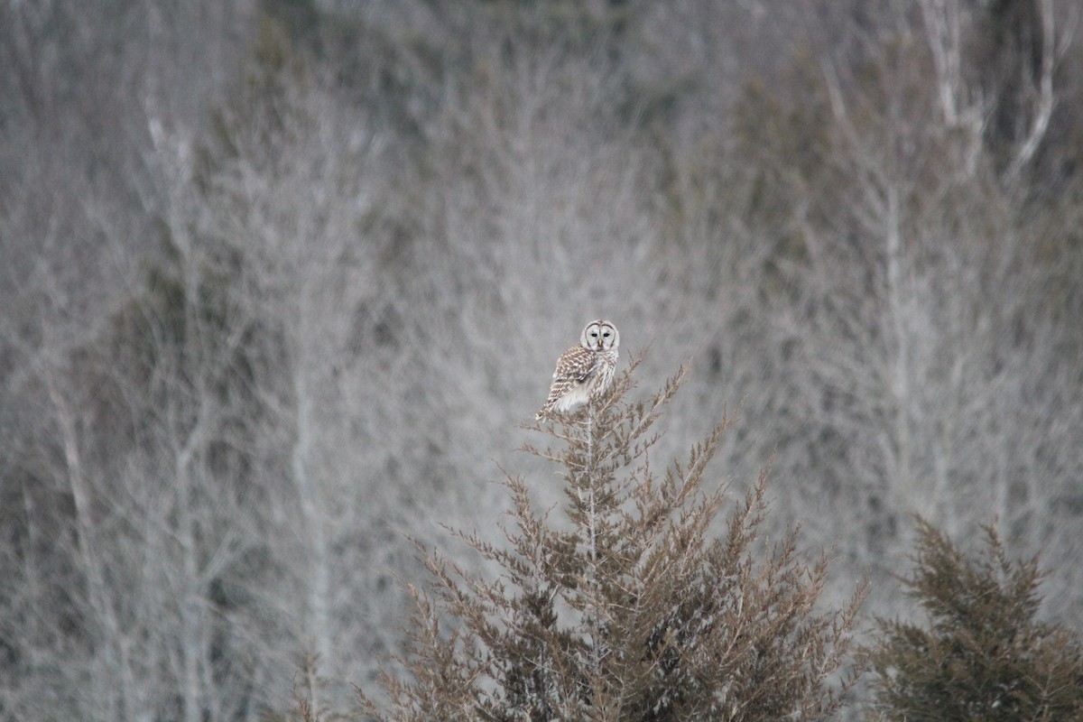 Barred Owl - ML143380531