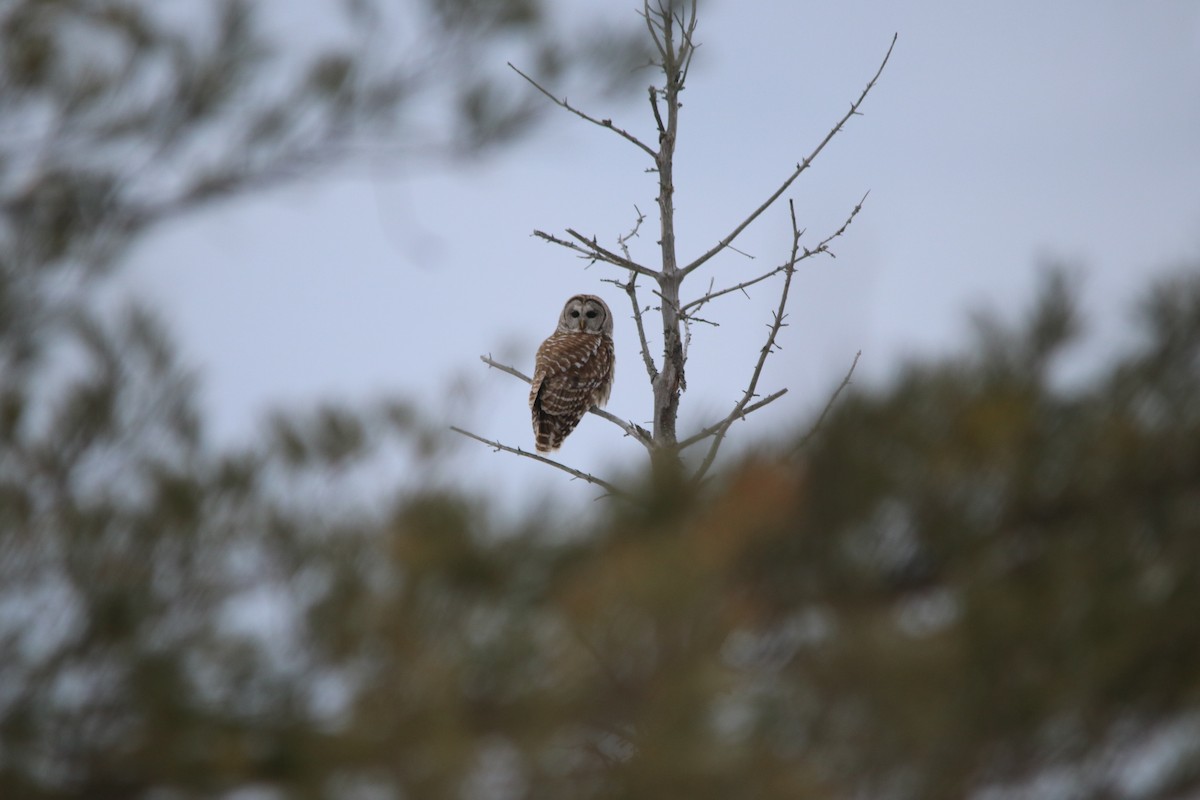 Barred Owl - ML143380571