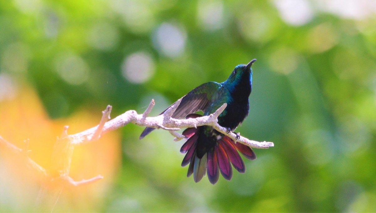 kolibřík tropický (ssp. iridescens) - ML143381801