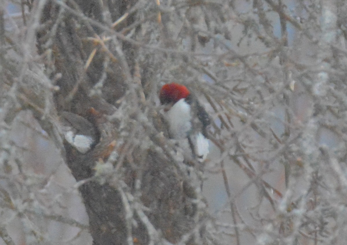 Red-headed Woodpecker - Richard Garrigus