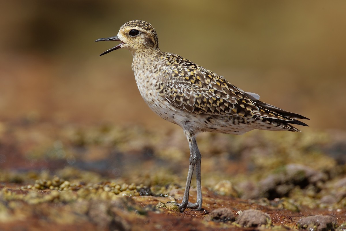 Chorlito Dorado Siberiano - ML143384691