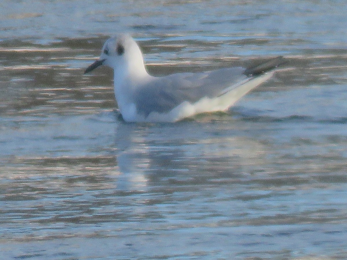 Bonaparte's Gull - ML143384801