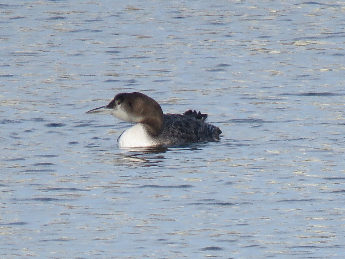 Plongeon huard - ML143385171