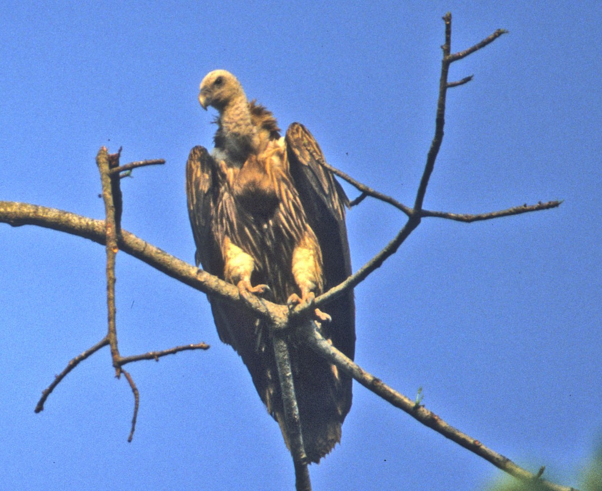 Eurasian Griffon - Don Roberson