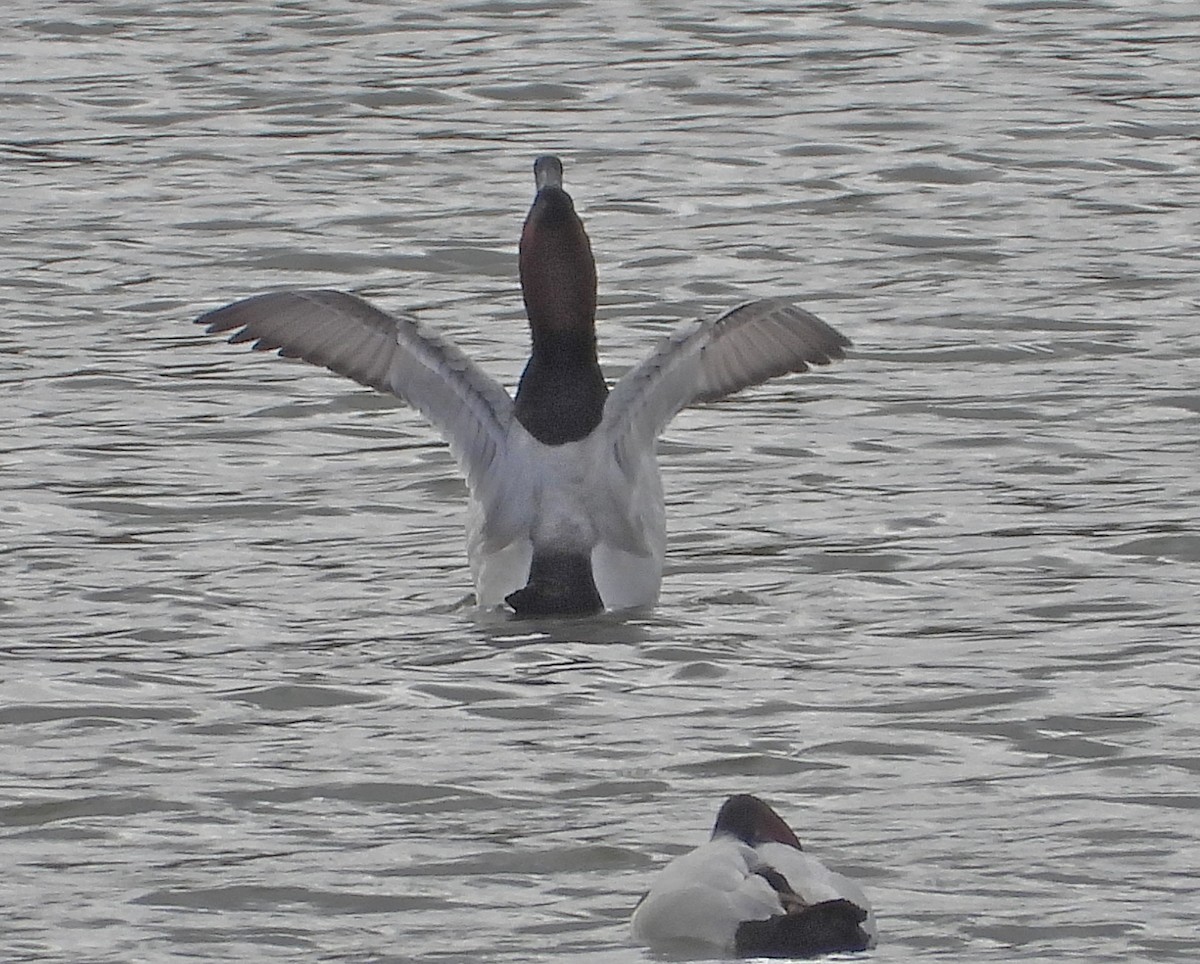 Canvasback - ML143386421
