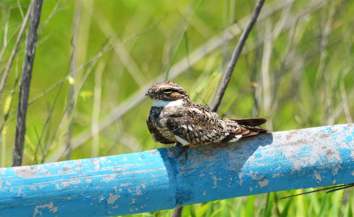 Lesser Nighthawk - javier lopez