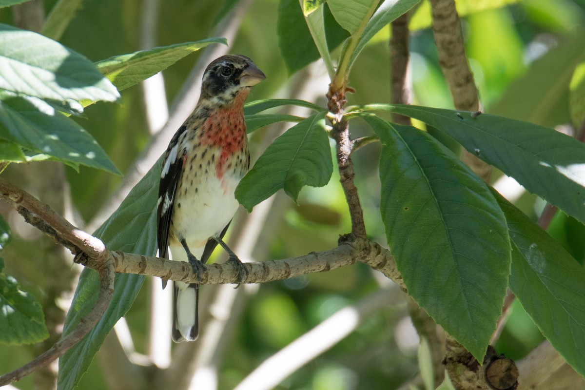 Rose-breasted Grosbeak - Etienne Pracht