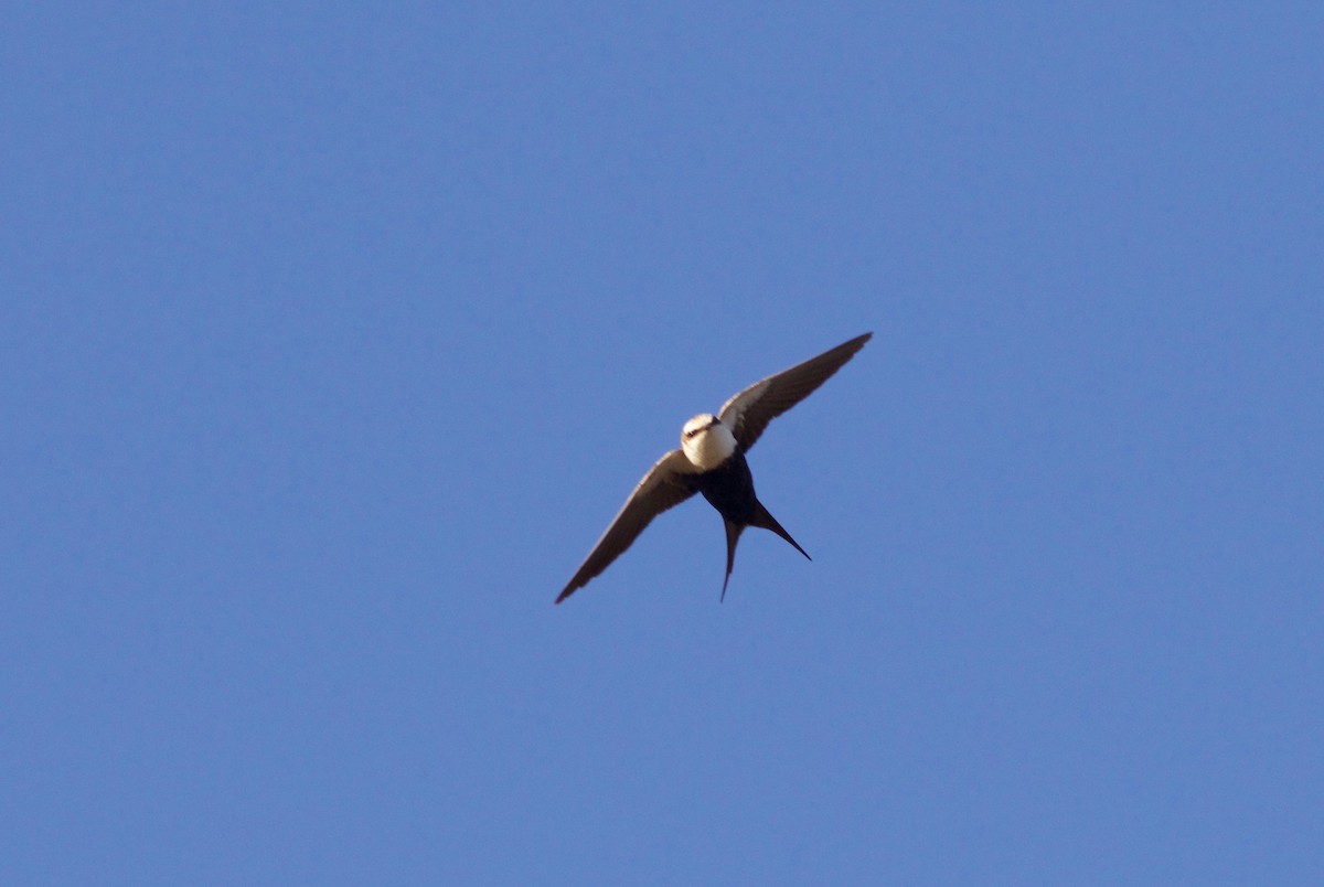 White-backed Swallow - ML143389311